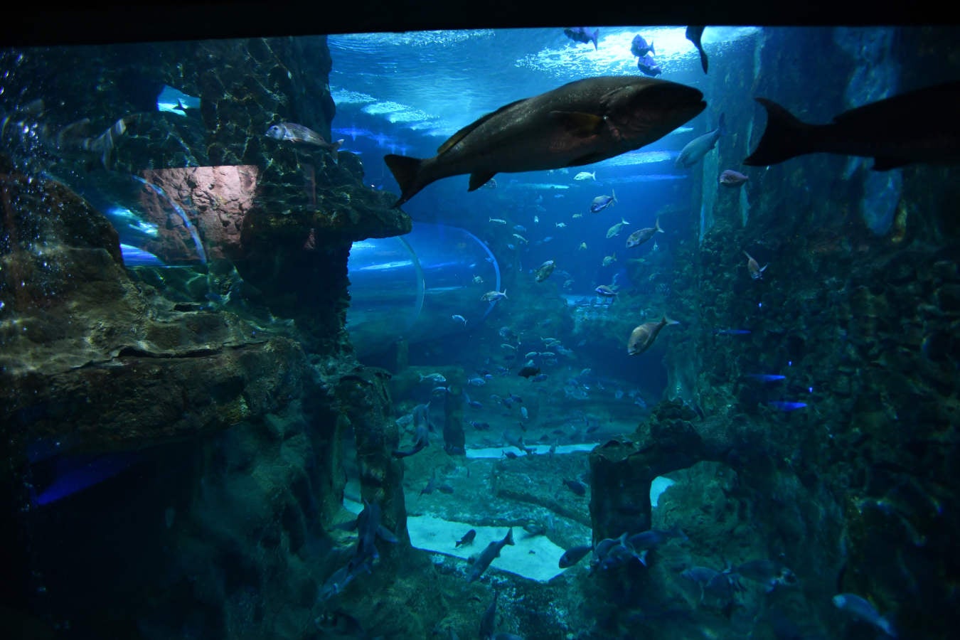 Los peces del Aquarium devoran más de 80.000 euros de comida al año