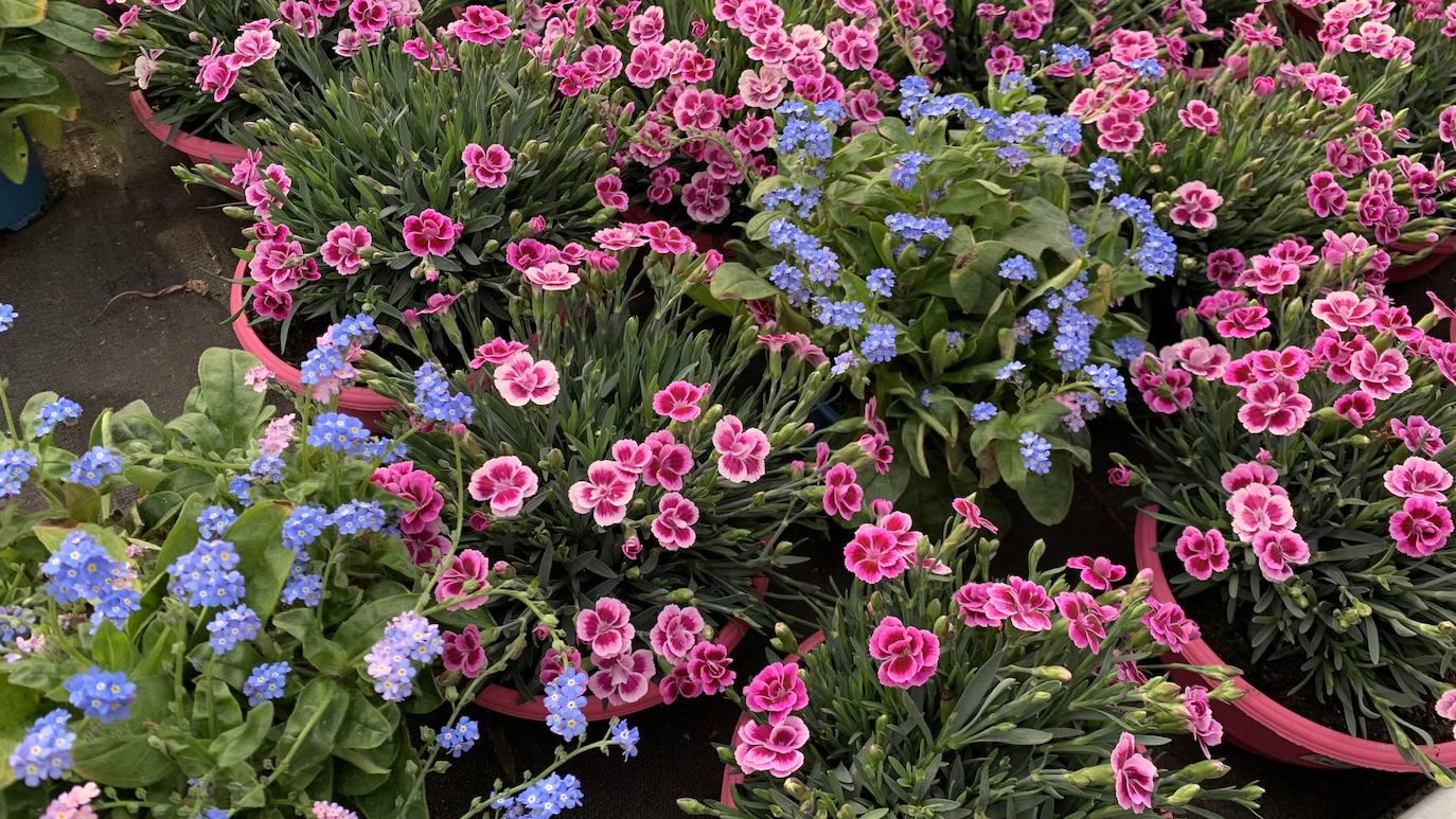 El vivero Endanea te ofrecerá una amplia variedad de plantas: desde árboles a pequeñas flores que te ayudarán a hacer de tu hogar un lugar irresistible