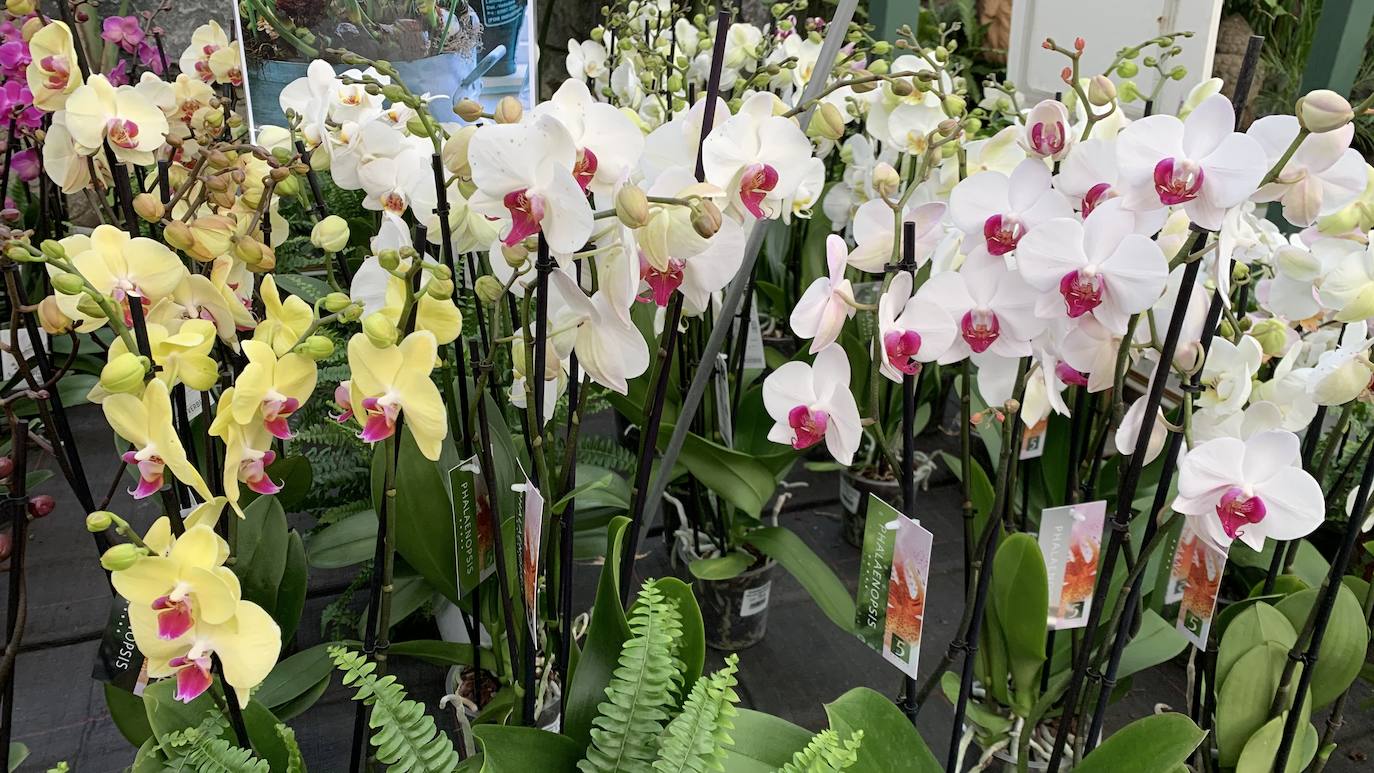 El vivero Endanea te ofrecerá una amplia variedad de plantas: desde árboles a pequeñas flores que te ayudarán a hacer de tu hogar un lugar irresistible