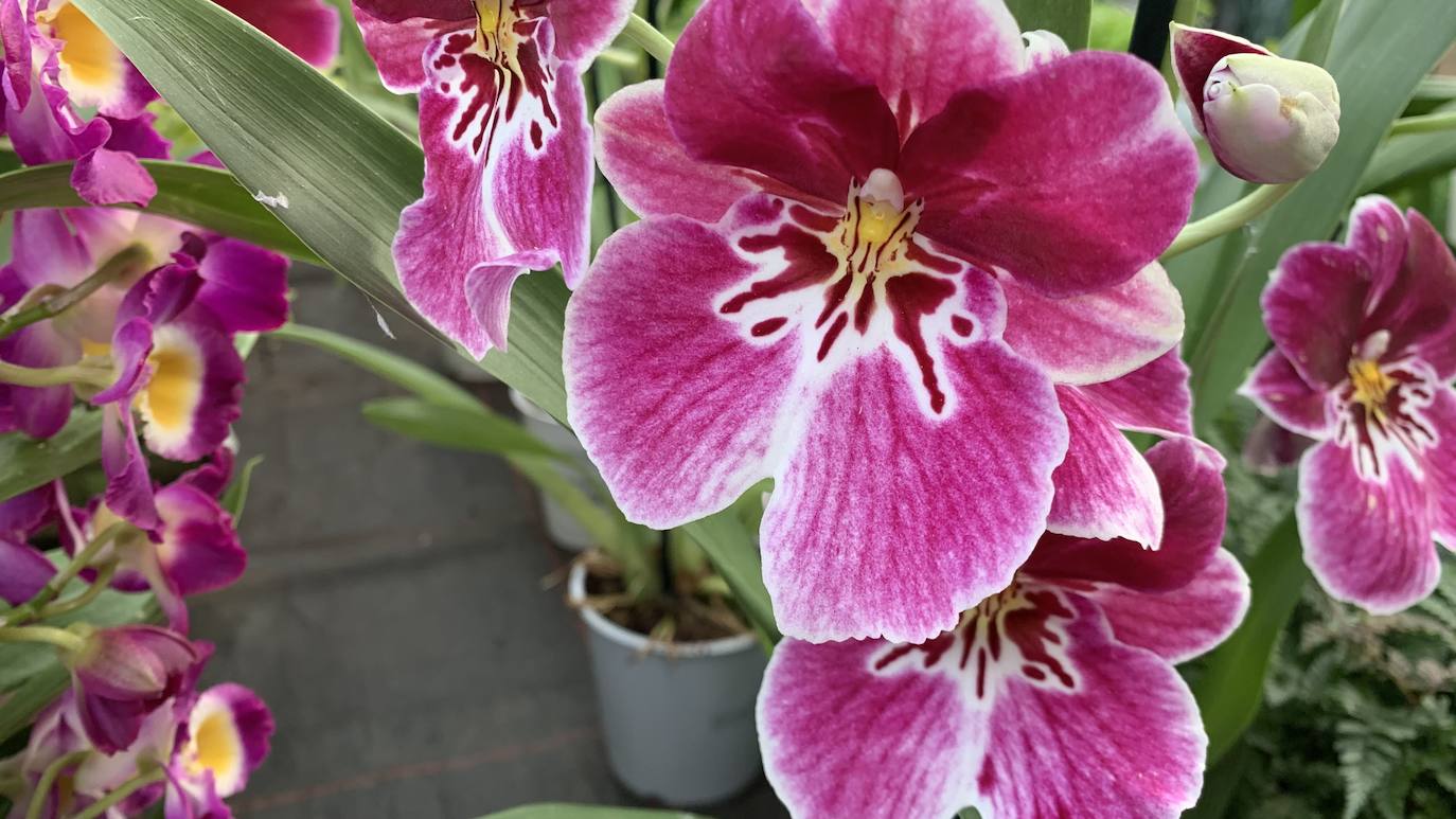 El vivero Endanea te ofrecerá una amplia variedad de plantas: desde árboles a pequeñas flores que te ayudarán a hacer de tu hogar un lugar irresistible