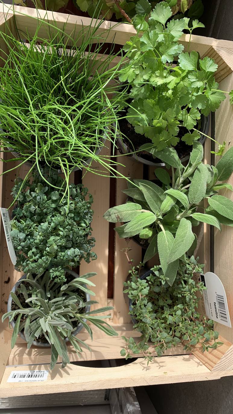 El vivero Endanea te ofrecerá una amplia variedad de plantas: desde árboles a pequeñas flores que te ayudarán a hacer de tu hogar un lugar irresistible