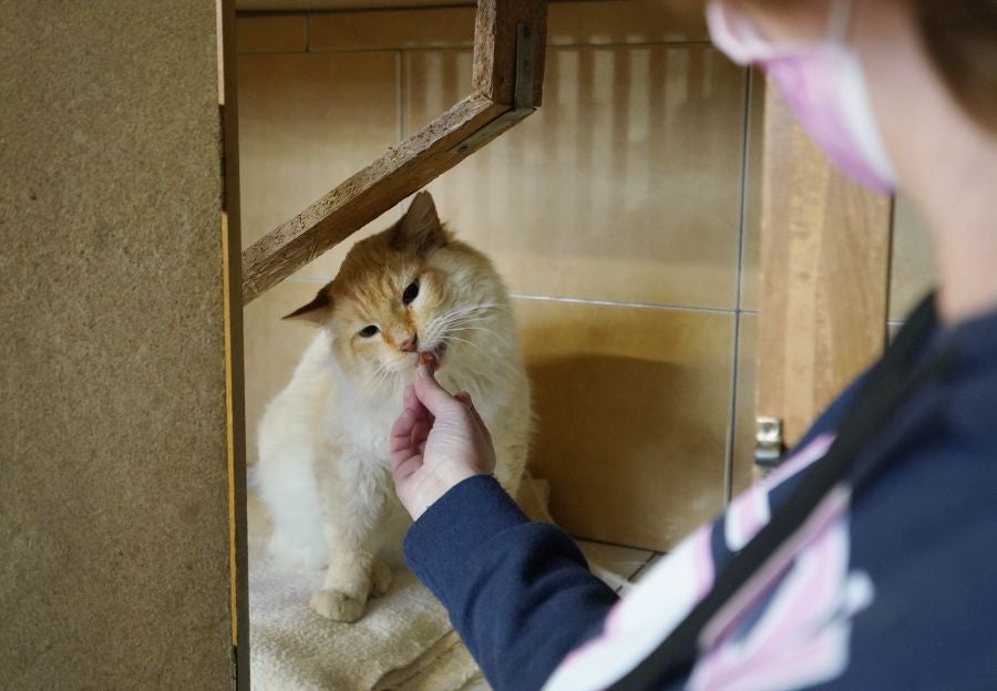 Buscando un hogar para los gatos. 