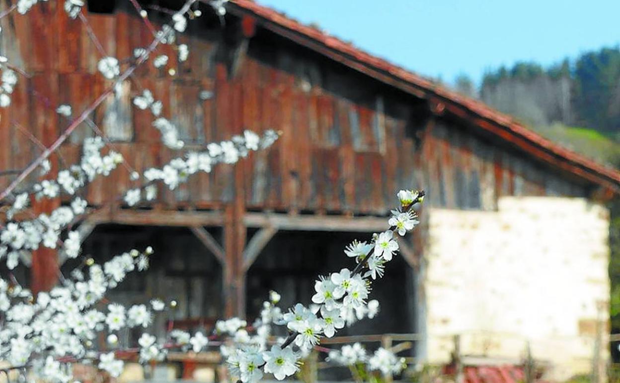 Udaberria ate joka dugu eta inguruan nabari da jada; Igartubeitiko elorri beltza loretan.