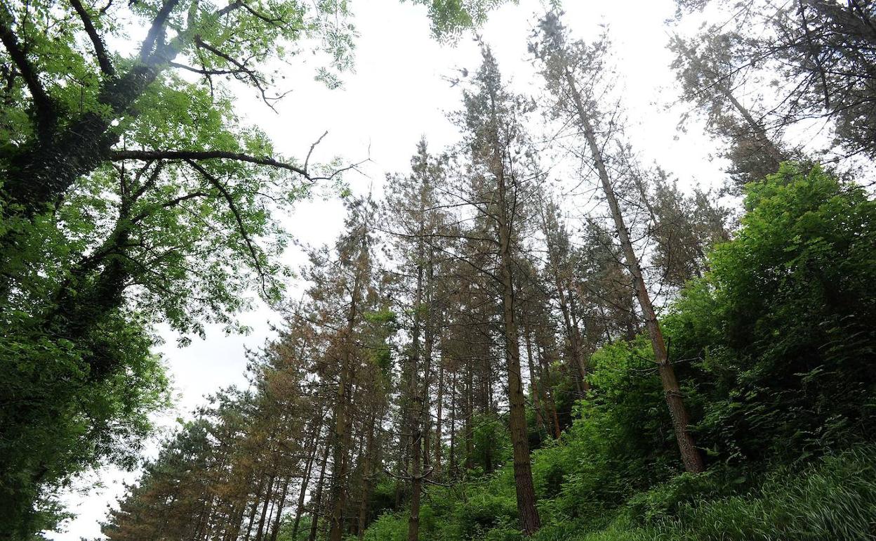 El 50% de los pinos guipuzcoanos están severamente afectados por el hongo causante de la banda marrón 