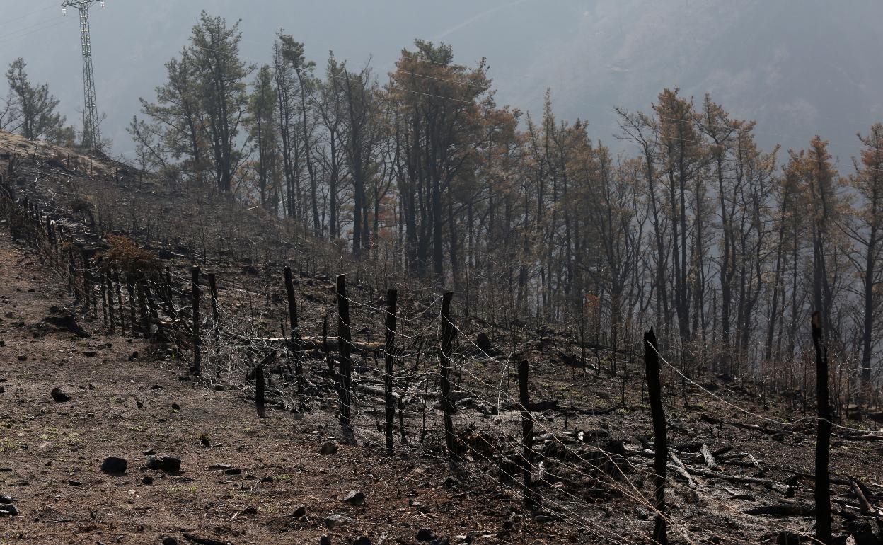 Una de las zonas de Irun afectadas por el incendio.