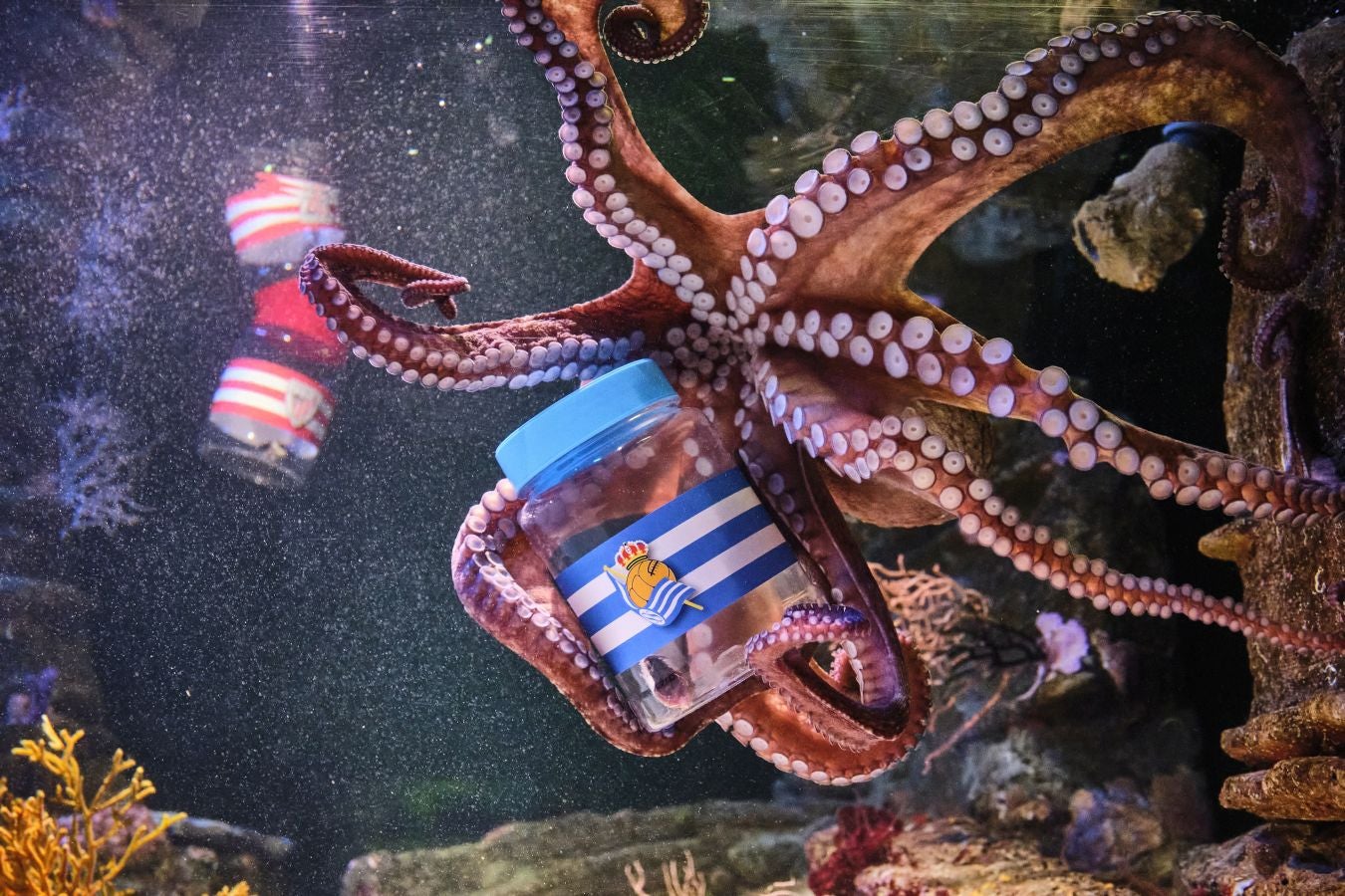 ¿Quién ganará la Copa?Es la pregunta del millón. El cefalópodo del Aquarium lo tiene claro, el 3 de abril la Real puede tener un trofeo más en su vitrina