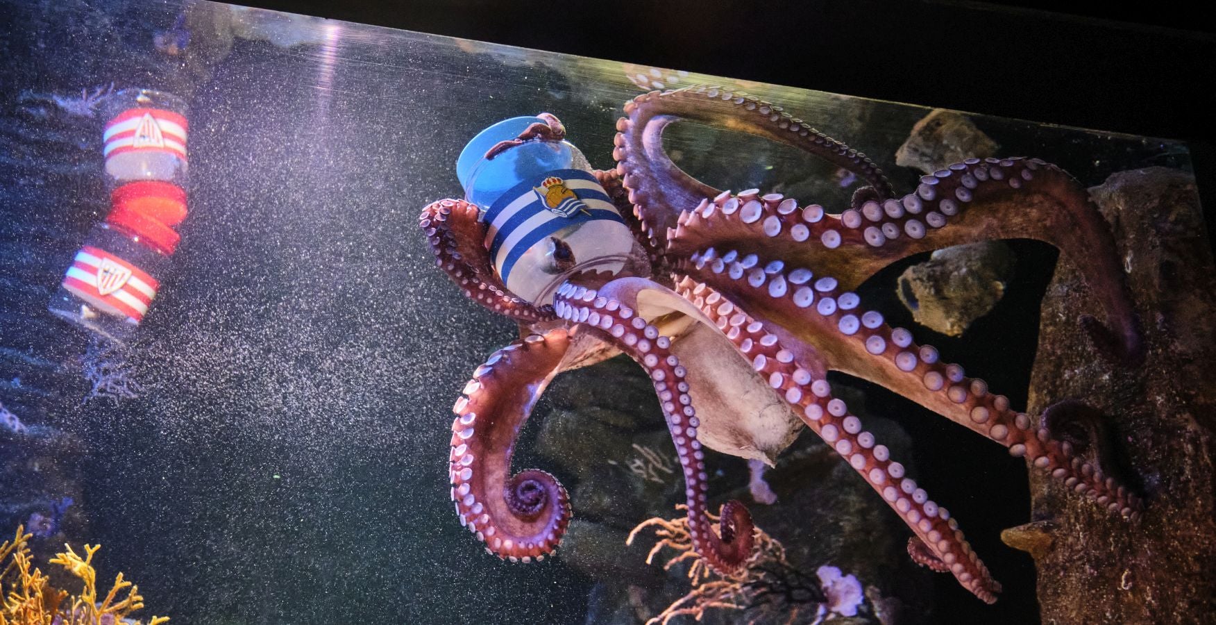 ¿Quién ganará la Copa?Es la pregunta del millón. El cefalópodo del Aquarium lo tiene claro, el 3 de abril la Real puede tener un trofeo más en su vitrina