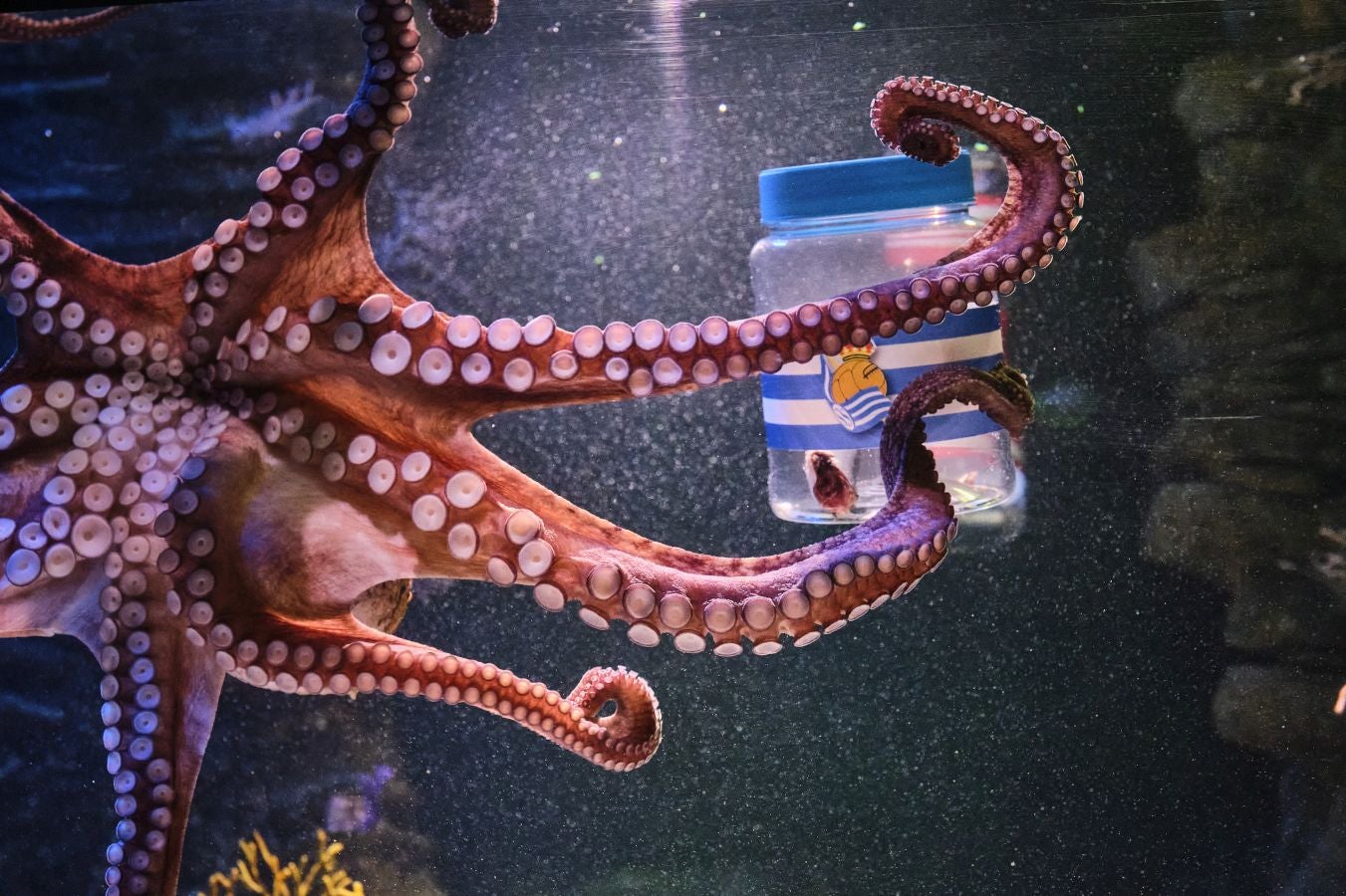 ¿Quién ganará la Copa?Es la pregunta del millón. El cefalópodo del Aquarium lo tiene claro, el 3 de abril la Real puede tener un trofeo más en su vitrina