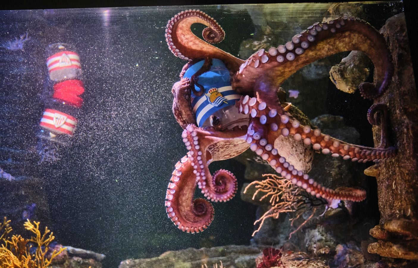 ¿Quién ganará la Copa?Es la pregunta del millón. El cefalópodo del Aquarium lo tiene claro, el 3 de abril la Real puede tener un trofeo más en su vitrina