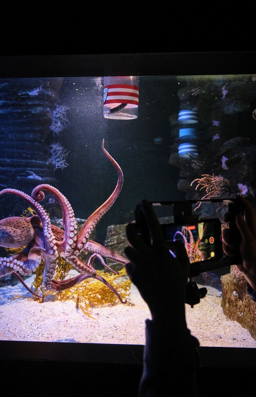 ¿Quién ganará la Copa?Es la pregunta del millón. El cefalópodo del Aquarium lo tiene claro, el 3 de abril la Real puede tener un trofeo más en su vitrina