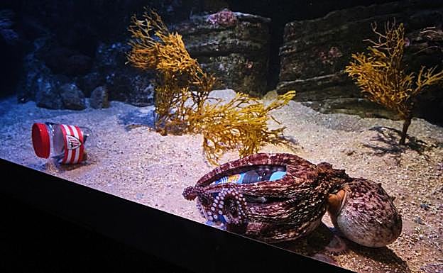 Galería. Las imágenes del pulpo Pello eligiendo el bote del equipo ganador de la Copa del Rey.