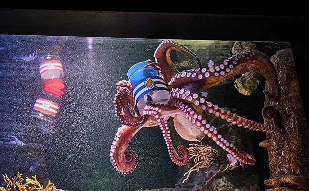 Copa del Rey: Y el pulpo Pello acertó que el ganador sería la Real Sociedad