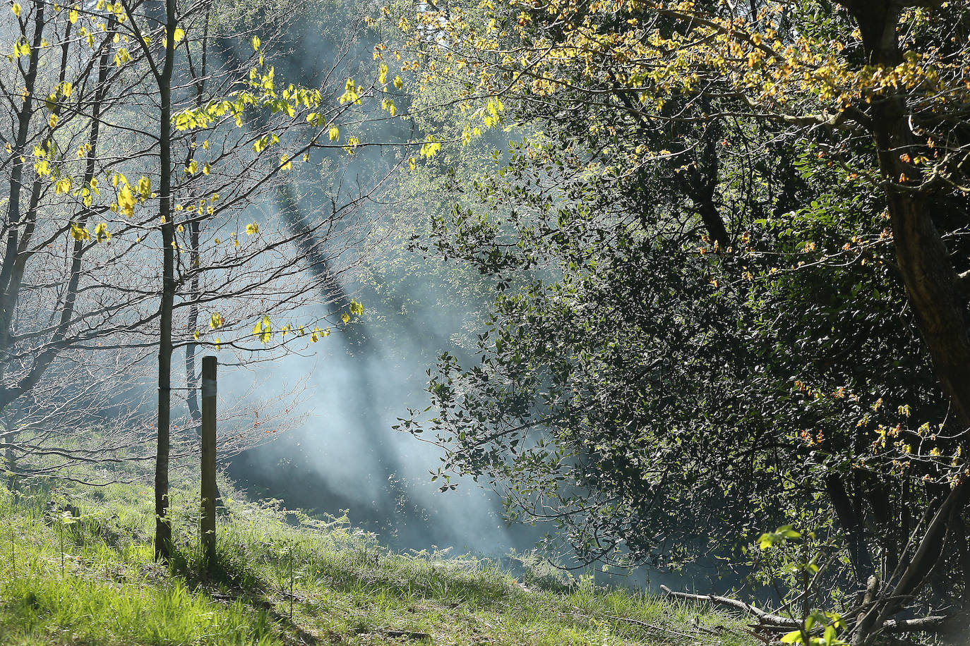 Fotos: Extinguido el incendio registrado esta madrugada en una zona forestal de Ulia