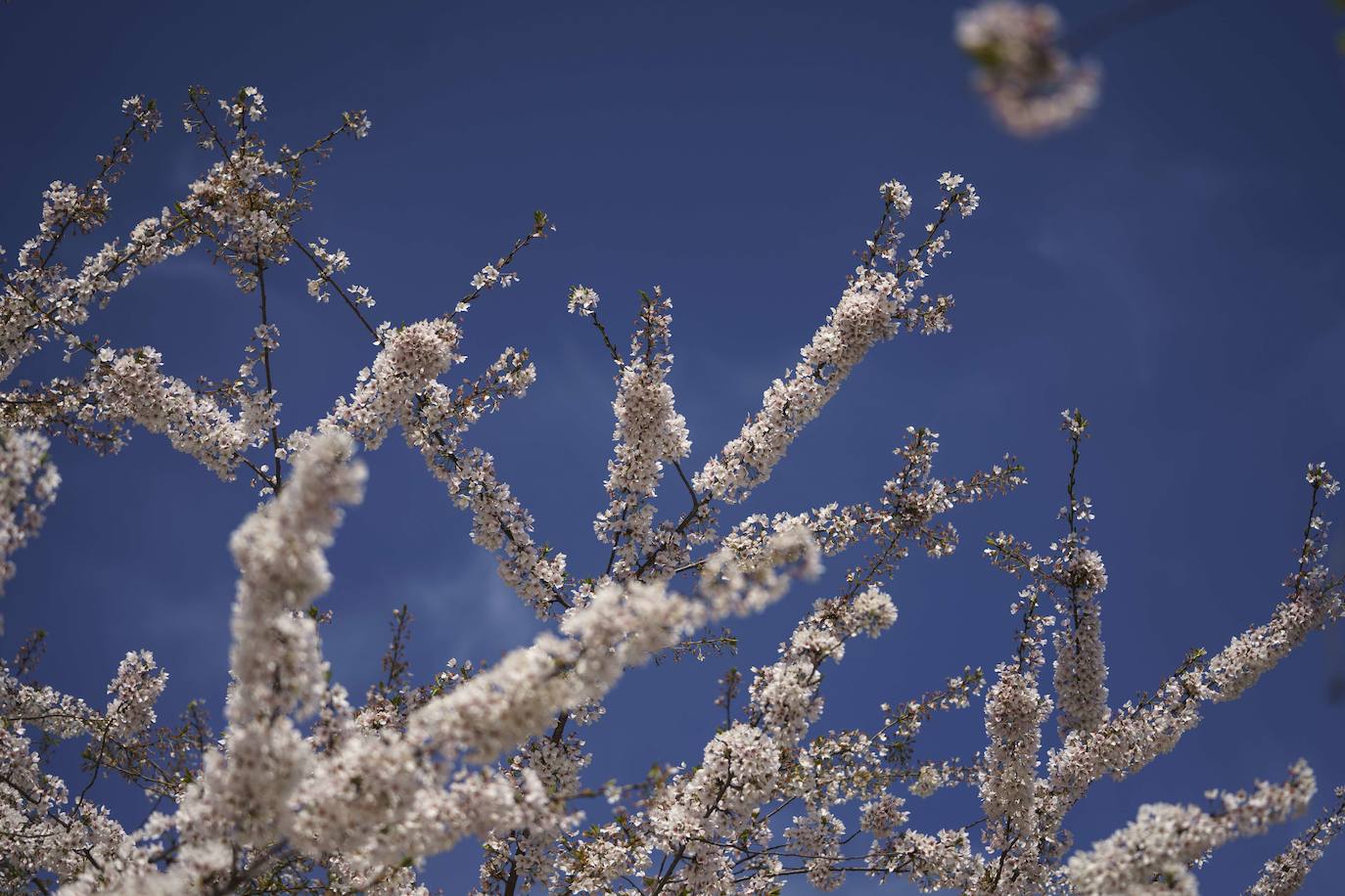 Fotos: Los cerezos en flor de Washington