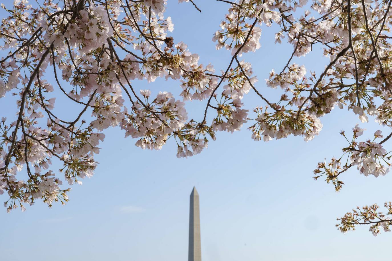 Fotos: Los cerezos en flor de Washington