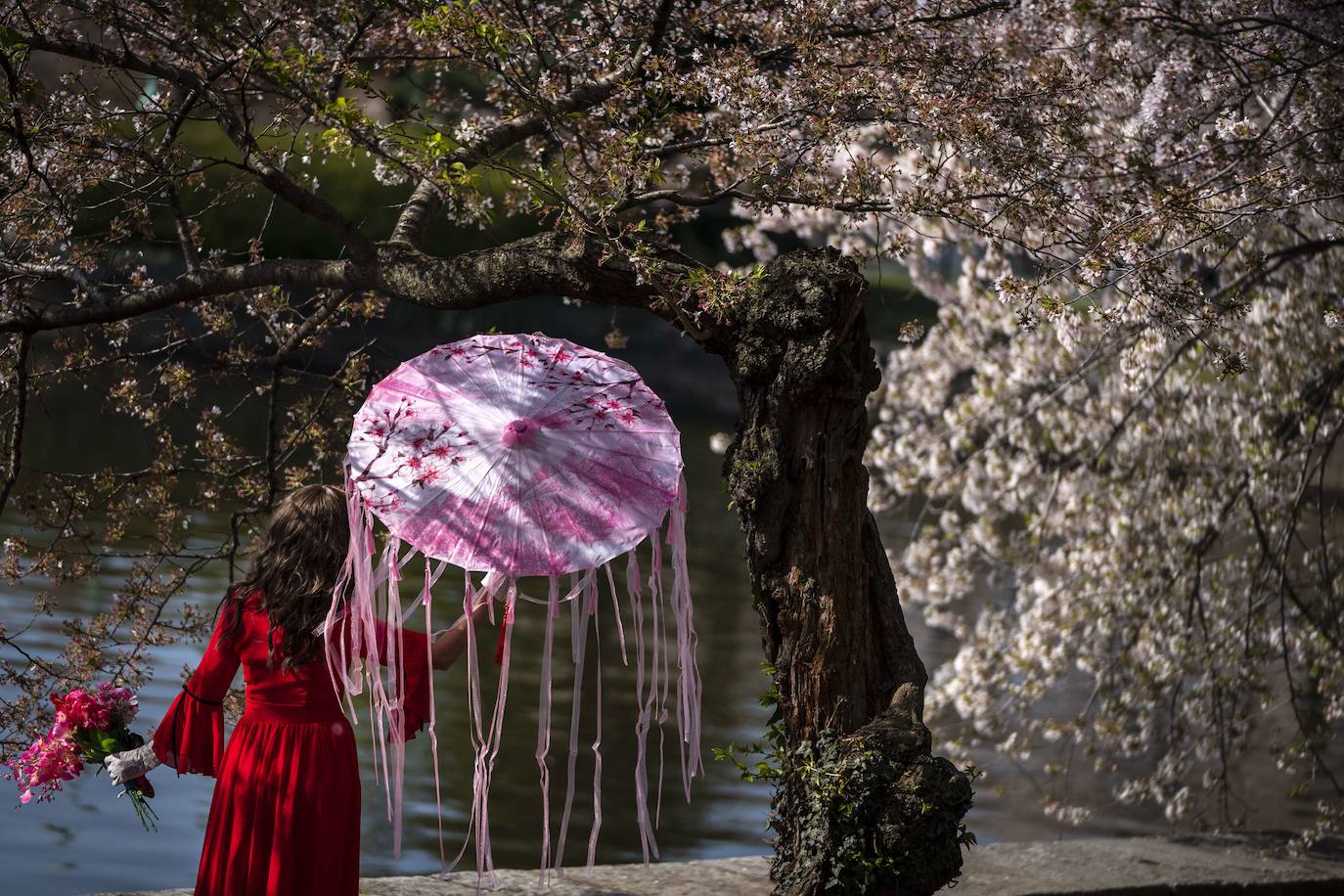 Fotos: Los cerezos en flor de Washington