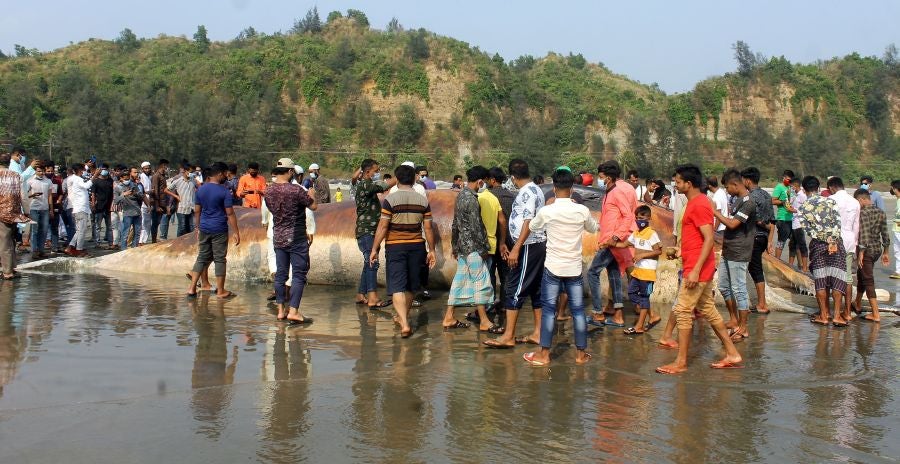 La aparición de una ballena de 9 metros de largo en una playa de Bangladesh fue el atractivo de la localidad durante unas horas