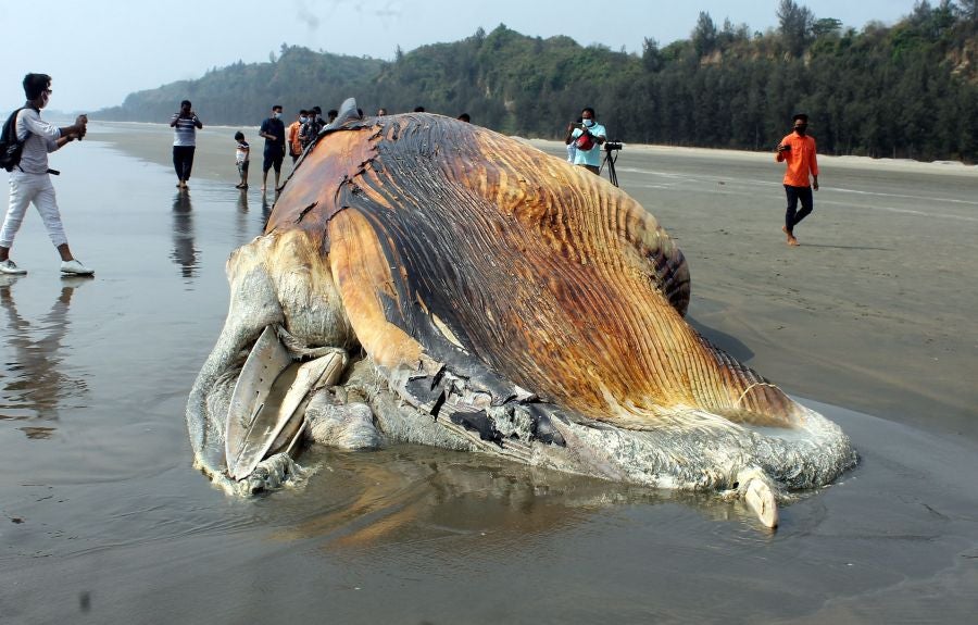 La aparición de una ballena de 9 metros de largo en una playa de Bangladesh fue el atractivo de la localidad durante unas horas