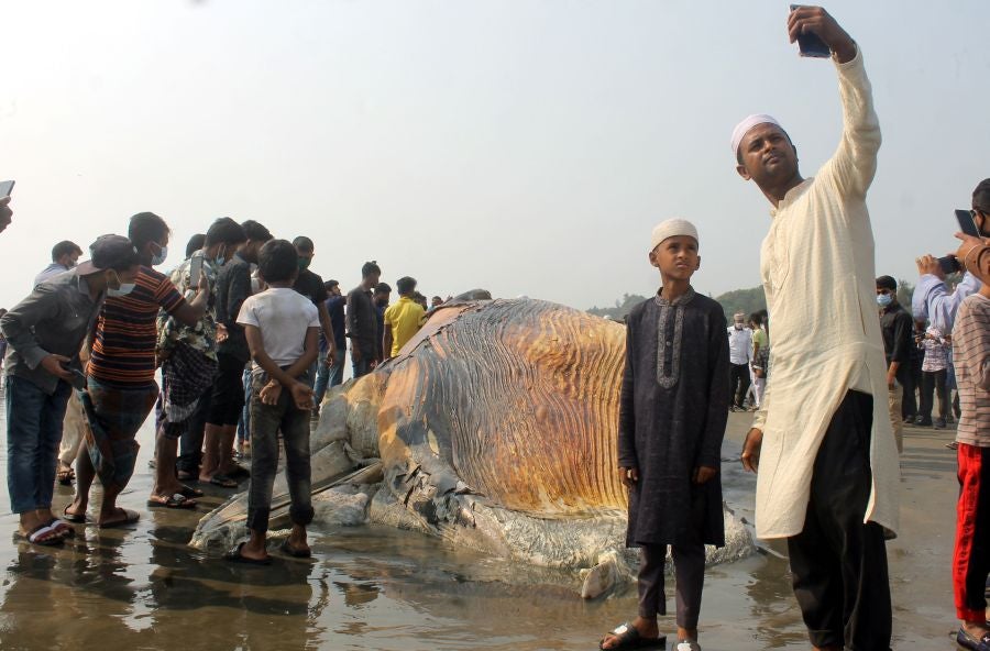 La aparición de una ballena de 9 metros de largo en una playa de Bangladesh fue el atractivo de la localidad durante unas horas
