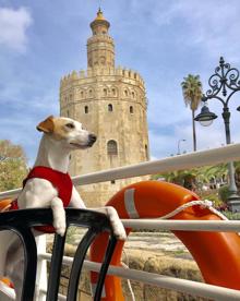 Imagen secundaria 2 - Arriba, Pablo Muñoz y 'Pipper' en Arribes del Duero. En medio, desde el hotel, con la catedral de Burgos al fondo. Abajo, en barco turístico por el Guadalquivir (Sevilla).