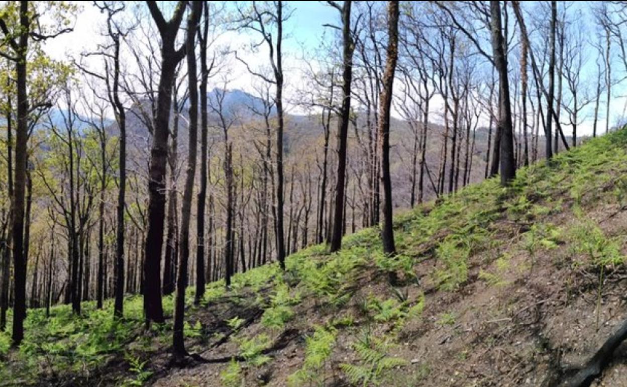 El helecho se abre paso sobre el pasto de Aiako Harria.