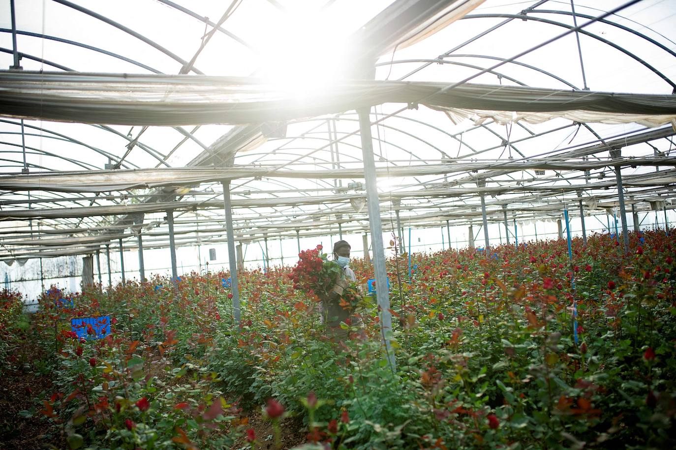 Fotos: Millones de rosas para Sant Jordi