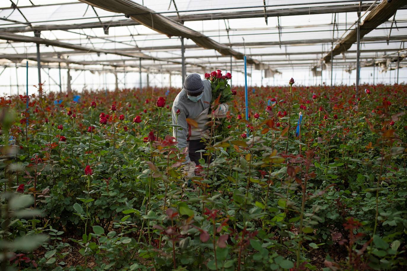 Fotos: Millones de rosas para Sant Jordi