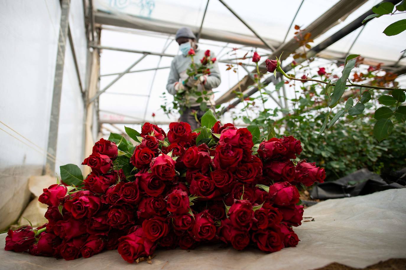 Fotos: Millones de rosas para Sant Jordi