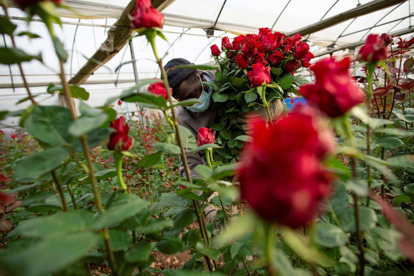Fotos: Millones de rosas para Sant Jordi