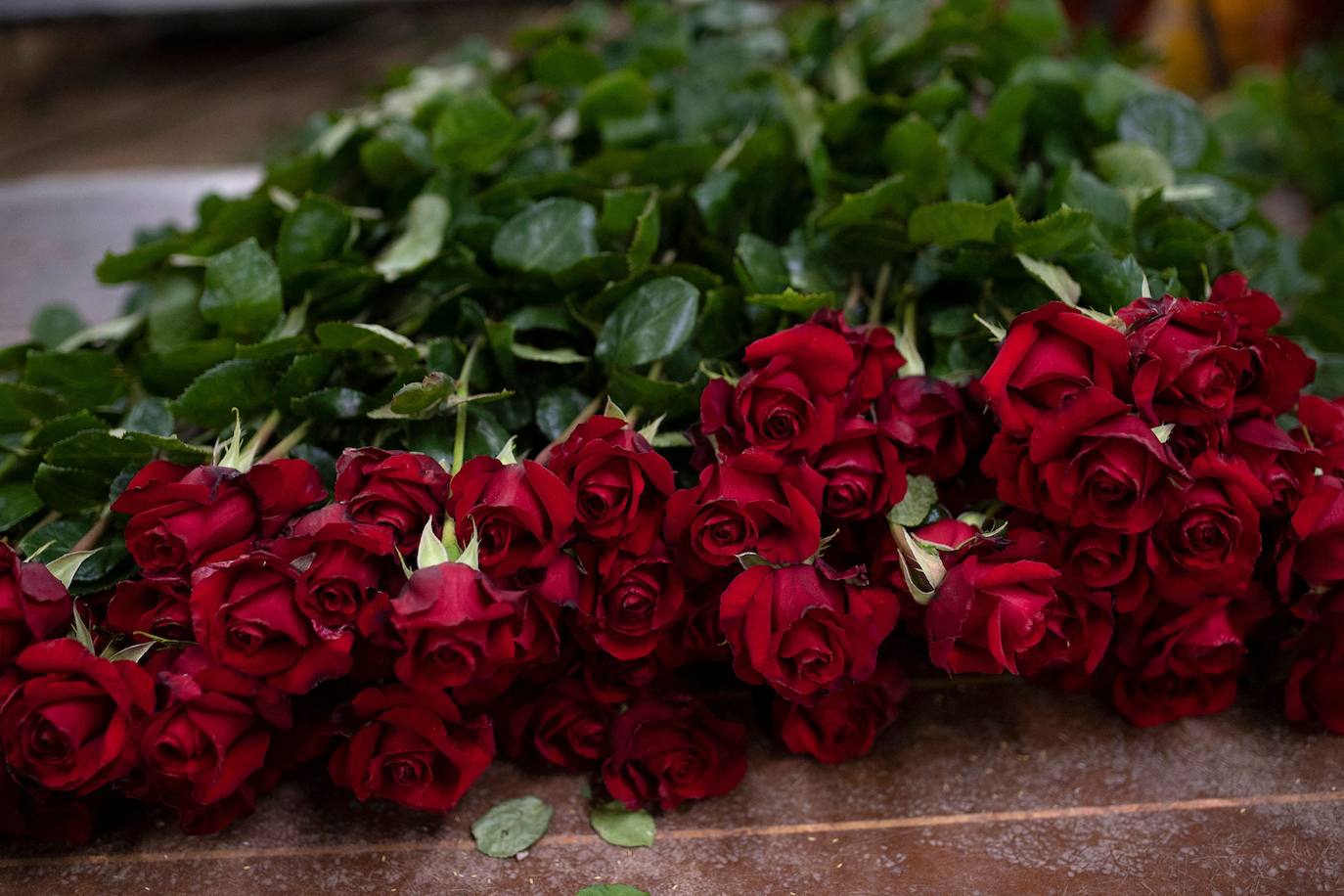 Fotos: Millones de rosas para Sant Jordi
