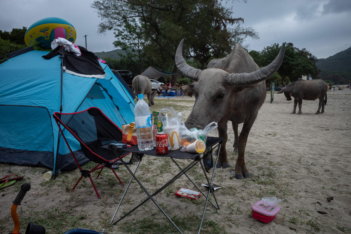 Los búfalos de agua cercan la playa