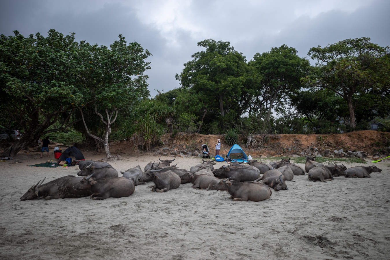 Los búfalos de agua cercan la playa