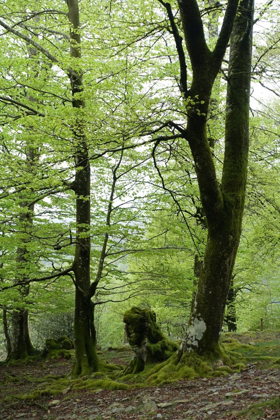 Discreta cima de la línea del Adarra, situada en la muga de Gipuzkoa y Navarra, cobija grandes tesoros a su alrededor