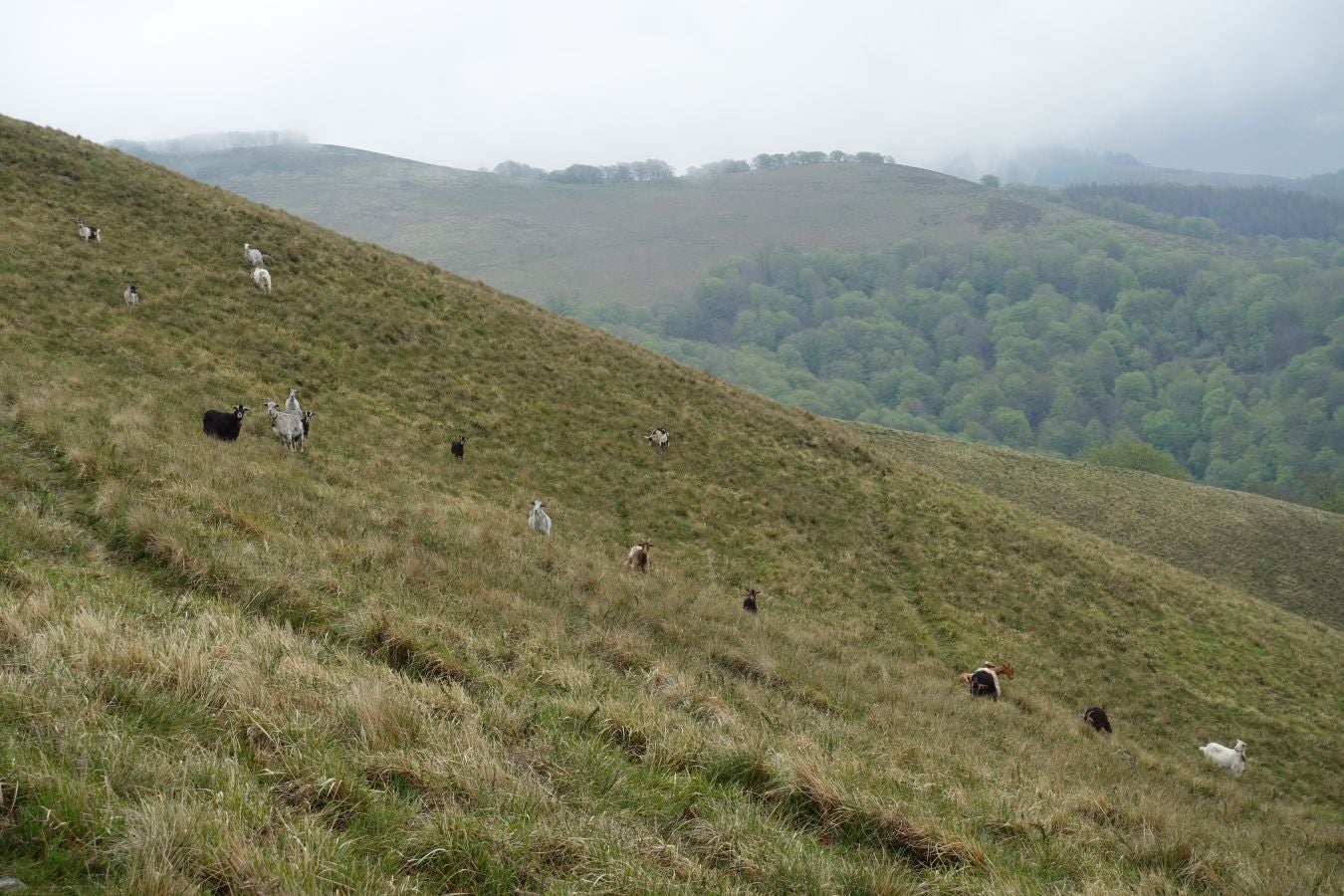 Discreta cima de la línea del Adarra, situada en la muga de Gipuzkoa y Navarra, cobija grandes tesoros a su alrededor