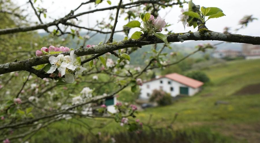El mes de las flores convierte a Errezil, la localidad que se sitúa a los pies del monte Hernio, en el 'Jerte guipuzcoano' gracias a los miles de manzanos que se reparten por sus terrenos bajos. En este precioso rincón de Urola Costa, estos días el blancos de las flores de sus manzanos se mezcla con algunos tonos rosas, incluso fucsias en las abundantes flores que pueblan las ramas de árboles de extrañas formas.