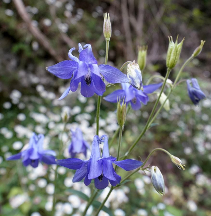 El mes de las flores convierte a Errezil, la localidad que se sitúa a los pies del monte Hernio, en el 'Jerte guipuzcoano' gracias a los miles de manzanos que se reparten por sus terrenos bajos. En este precioso rincón de Urola Costa, estos días el blancos de las flores de sus manzanos se mezcla con algunos tonos rosas, incluso fucsias en las abundantes flores que pueblan las ramas de árboles de extrañas formas.