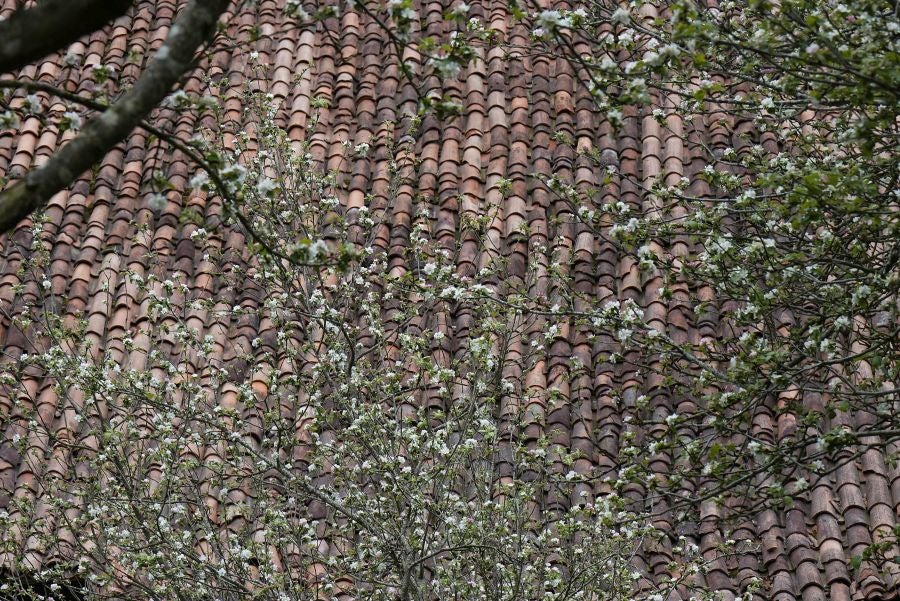 El mes de las flores convierte a Errezil, la localidad que se sitúa a los pies del monte Hernio, en el 'Jerte guipuzcoano' gracias a los miles de manzanos que se reparten por sus terrenos bajos. En este precioso rincón de Urola Costa, estos días el blancos de las flores de sus manzanos se mezcla con algunos tonos rosas, incluso fucsias en las abundantes flores que pueblan las ramas de árboles de extrañas formas.