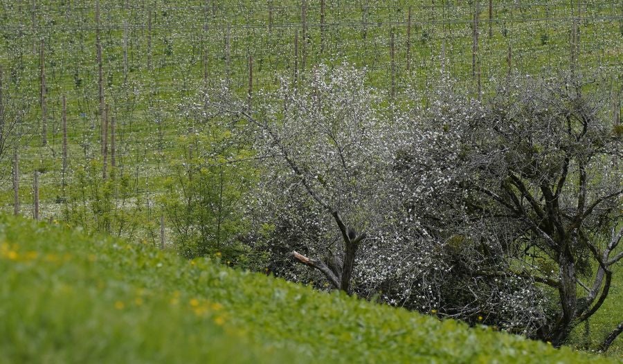 El mes de las flores convierte a Errezil, la localidad que se sitúa a los pies del monte Hernio, en el 'Jerte guipuzcoano' gracias a los miles de manzanos que se reparten por sus terrenos bajos. En este precioso rincón de Urola Costa, estos días el blancos de las flores de sus manzanos se mezcla con algunos tonos rosas, incluso fucsias en las abundantes flores que pueblan las ramas de árboles de extrañas formas.