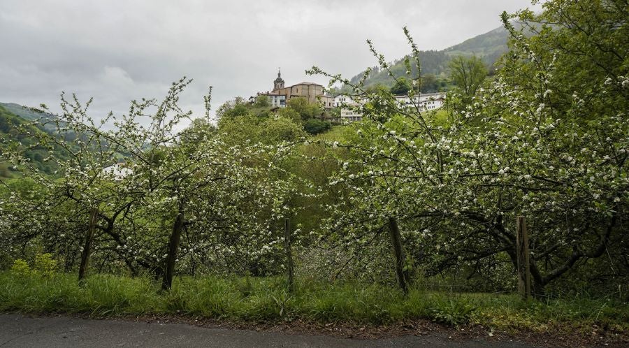 El mes de las flores convierte a Errezil, la localidad que se sitúa a los pies del monte Hernio, en el 'Jerte guipuzcoano' gracias a los miles de manzanos que se reparten por sus terrenos bajos. En este precioso rincón de Urola Costa, estos días el blancos de las flores de sus manzanos se mezcla con algunos tonos rosas, incluso fucsias en las abundantes flores que pueblan las ramas de árboles de extrañas formas.