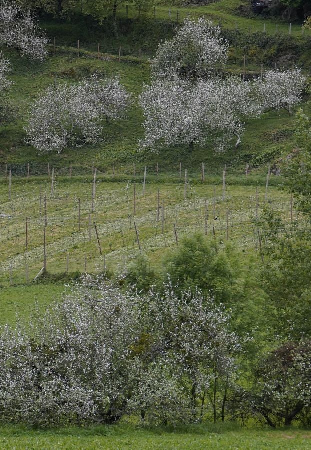 El mes de las flores convierte a Errezil, la localidad que se sitúa a los pies del monte Hernio, en el 'Jerte guipuzcoano' gracias a los miles de manzanos que se reparten por sus terrenos bajos. En este precioso rincón de Urola Costa, estos días el blancos de las flores de sus manzanos se mezcla con algunos tonos rosas, incluso fucsias en las abundantes flores que pueblan las ramas de árboles de extrañas formas.