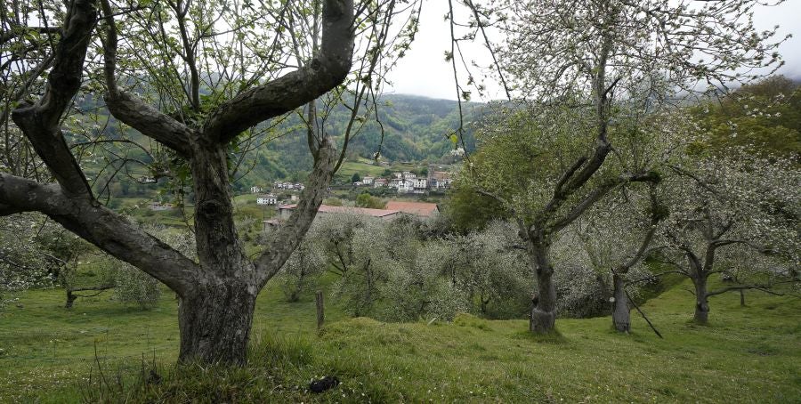 El mes de las flores convierte a Errezil, la localidad que se sitúa a los pies del monte Hernio, en el 'Jerte guipuzcoano' gracias a los miles de manzanos que se reparten por sus terrenos bajos. En este precioso rincón de Urola Costa, estos días el blancos de las flores de sus manzanos se mezcla con algunos tonos rosas, incluso fucsias en las abundantes flores que pueblan las ramas de árboles de extrañas formas.