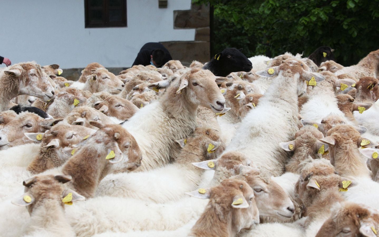 Fotos: Un queso de sobresaliente en Ordizia