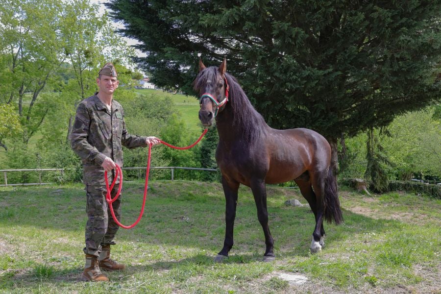 Lore Toki ofrece sus caballos sementales a criadores y ganaderos para la cubrición de sus yeguas 