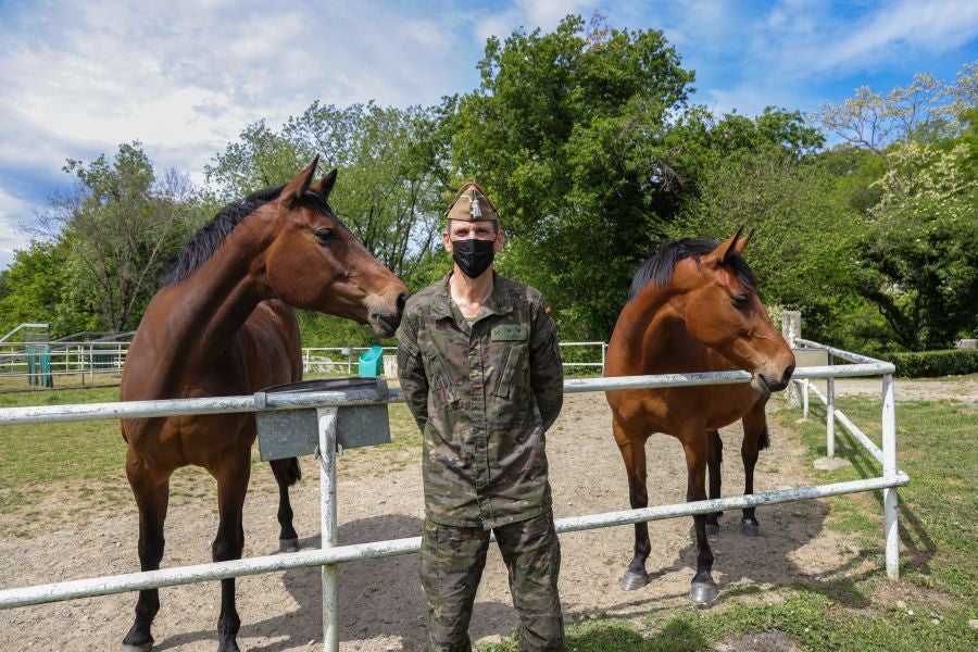 Lore Toki ofrece sus caballos sementales a criadores y ganaderos para la cubrición de sus yeguas 