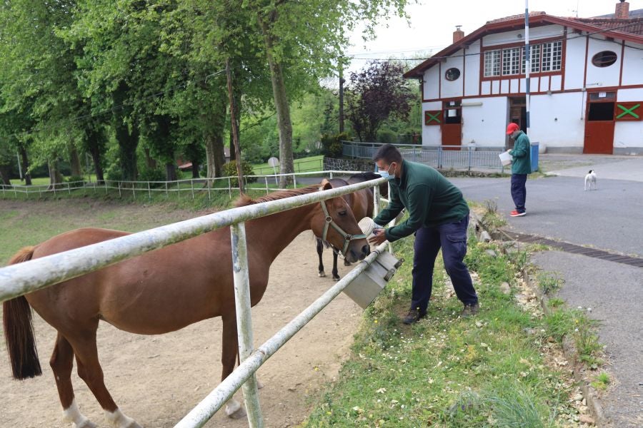 Lore Toki ofrece sus caballos sementales a criadores y ganaderos para la cubrición de sus yeguas 