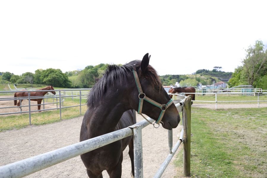 Lore Toki ofrece sus caballos sementales a criadores y ganaderos para la cubrición de sus yeguas 