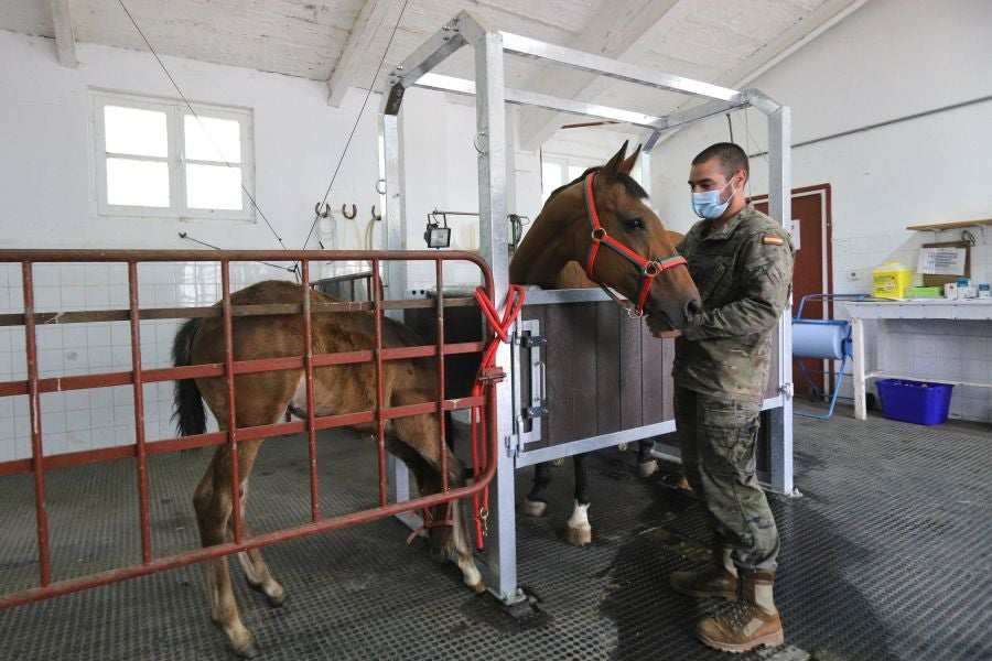 Lore Toki ofrece sus caballos sementales a criadores y ganaderos para la cubrición de sus yeguas 