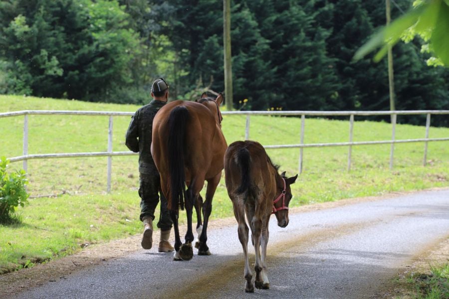 Lore Toki ofrece sus caballos sementales a criadores y ganaderos para la cubrición de sus yeguas 