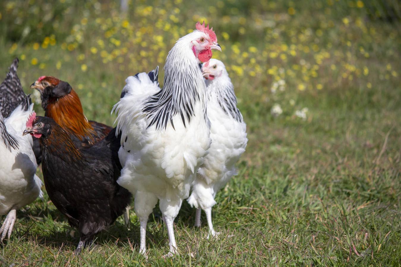 Gallina Sussex, de origen inglés y una de las razas más antiguas del mundo.