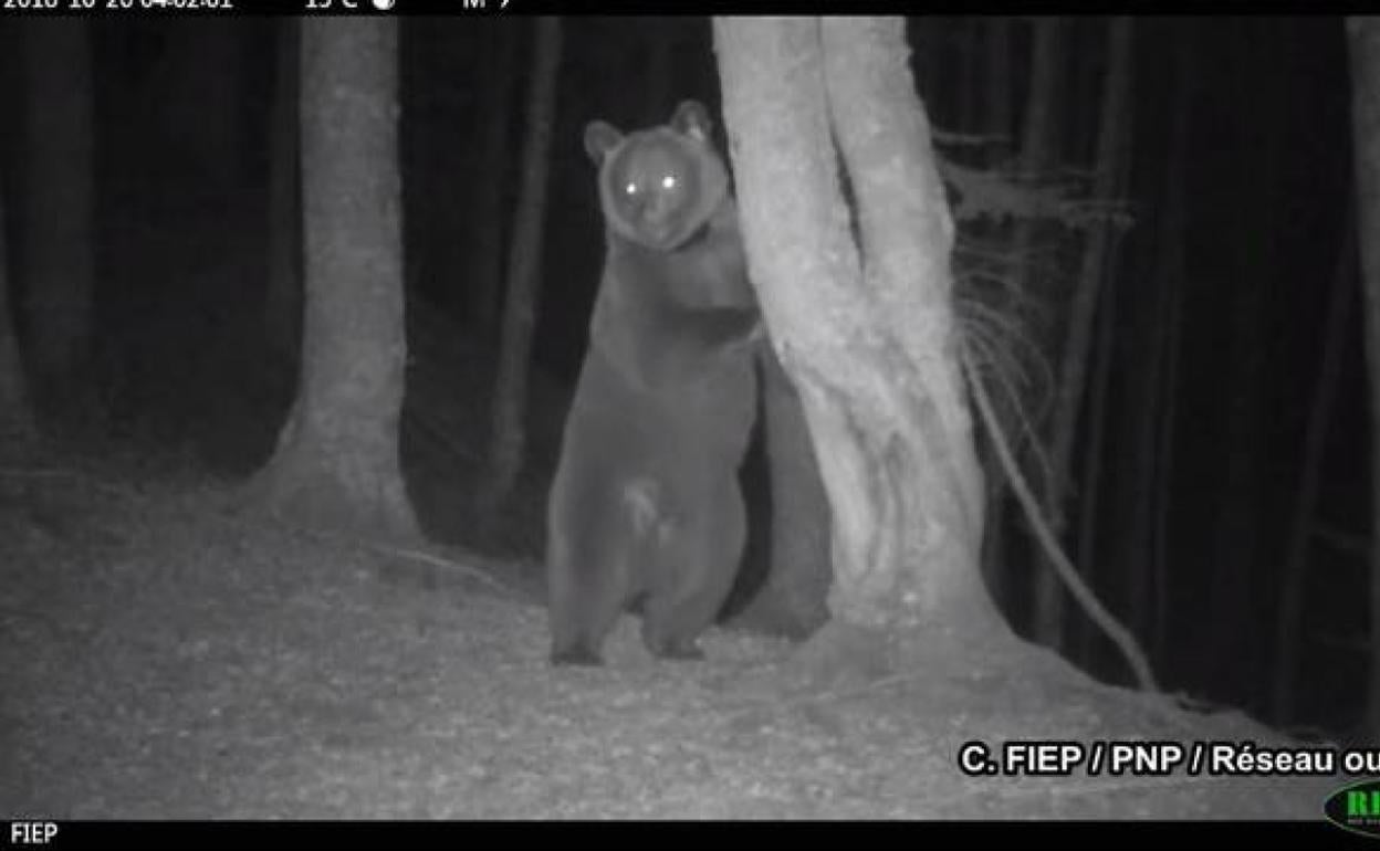 magen nocturna de la osa 'Sorita' tomada en el Pirineo francés en octubre de 2018